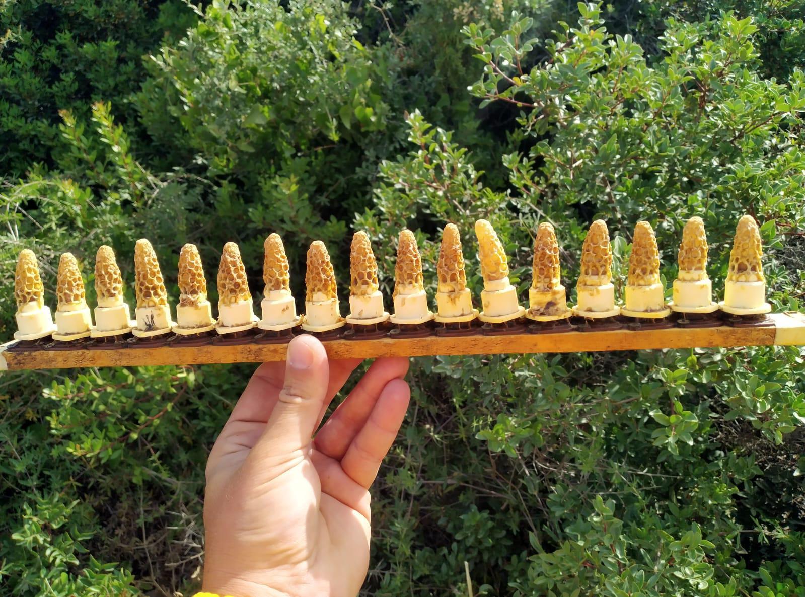 The Secret Life of the Queen Bee