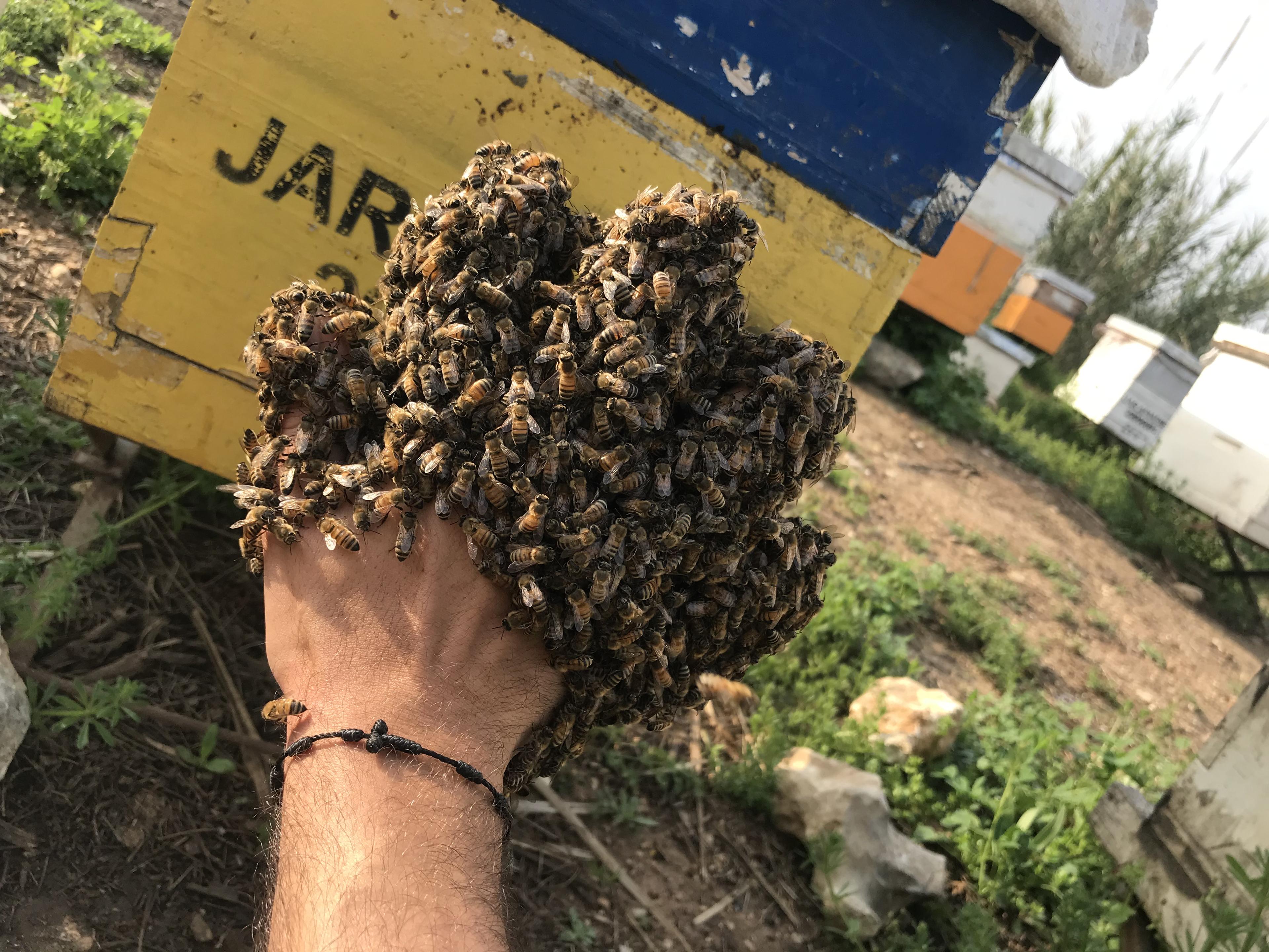 Why Bees Matter: The Importance of Pollinators in Our Ecosystem