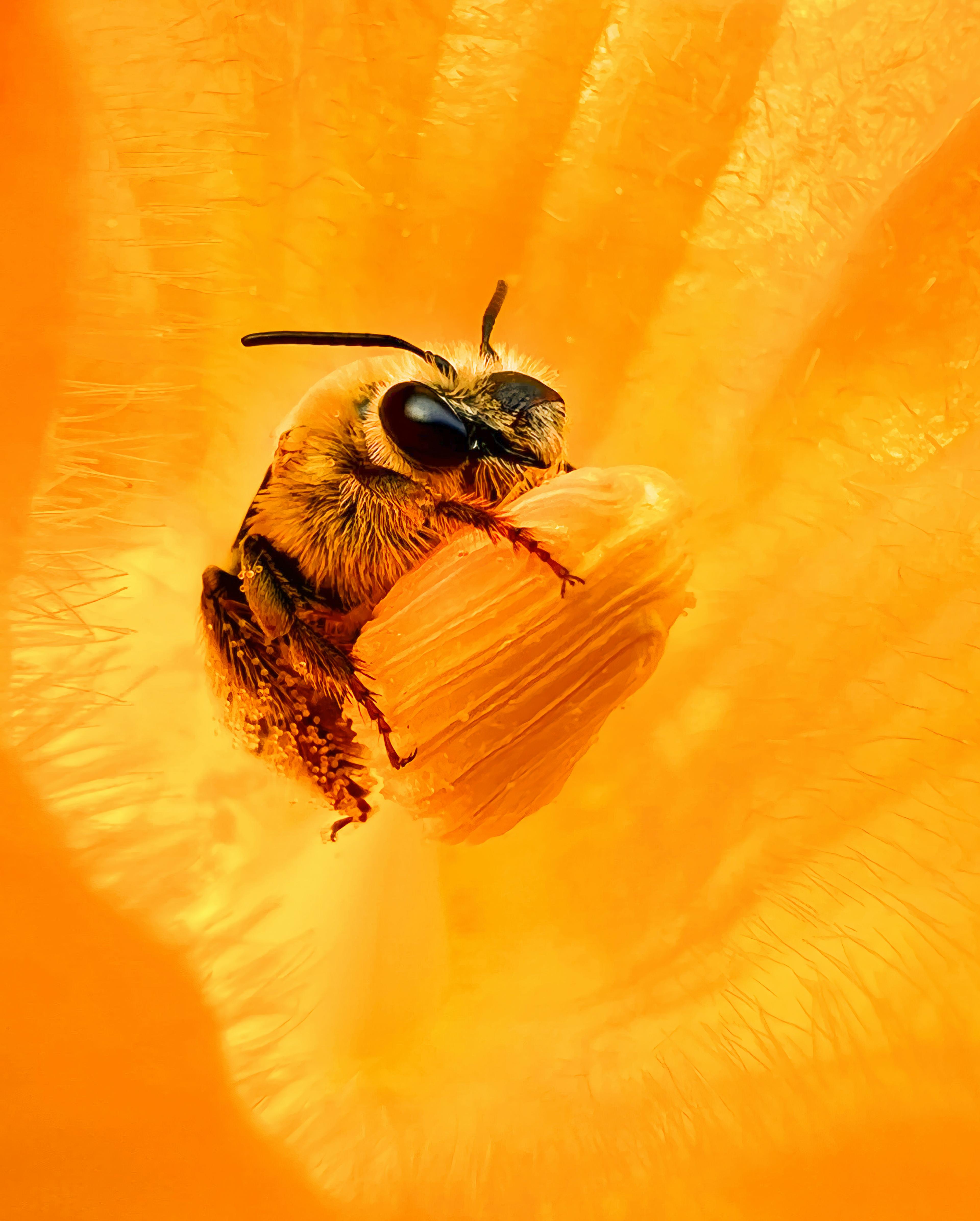 Bee Mortality -80%