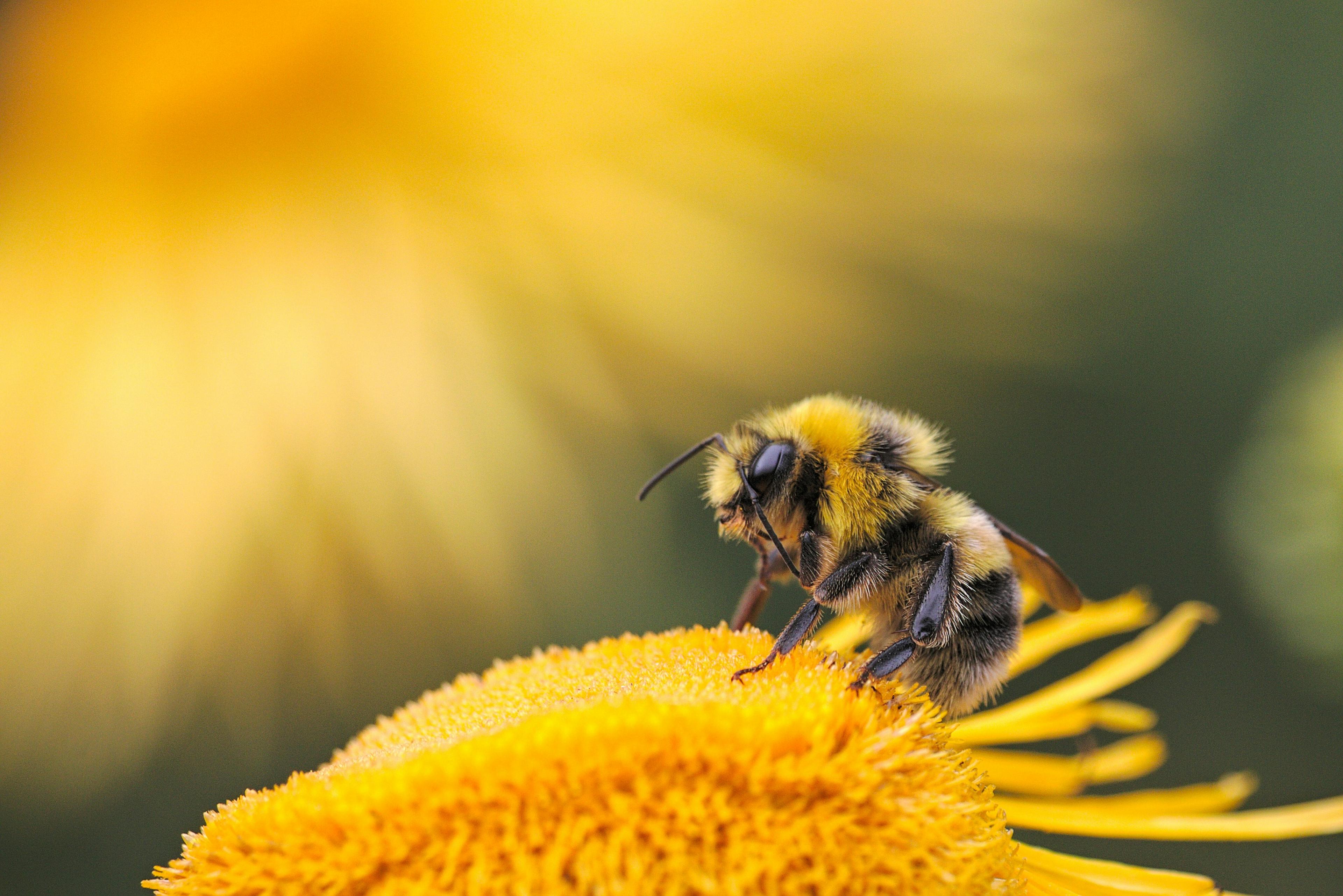 Beekeeping Job Growth